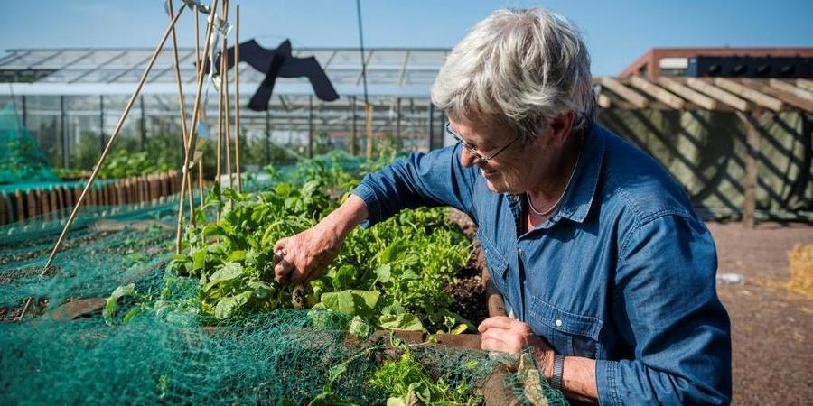 Groenten op het dak van het PAKT Groenten op het dak van het PAKT